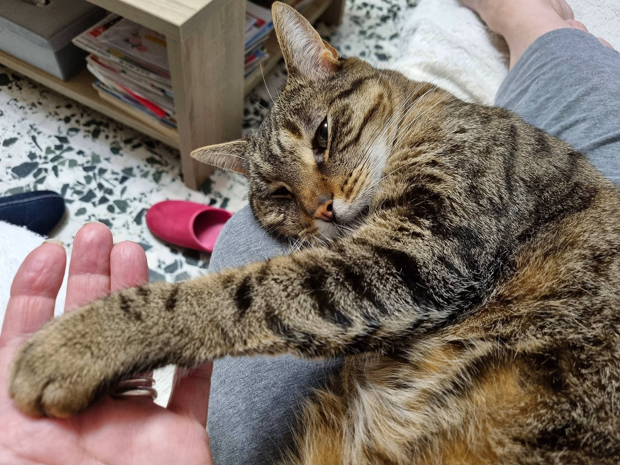 Moustique a rejoint le concours — aidez-le/la à gagner de superbes lots ! bookcase, box, carnivore, cat, claw, comfort, domestic_short_haired_cat, drawer, felidae, fur, office_supplies, paw, shelf, shelving, small_to_medium_sized_cats, snout, whiskers