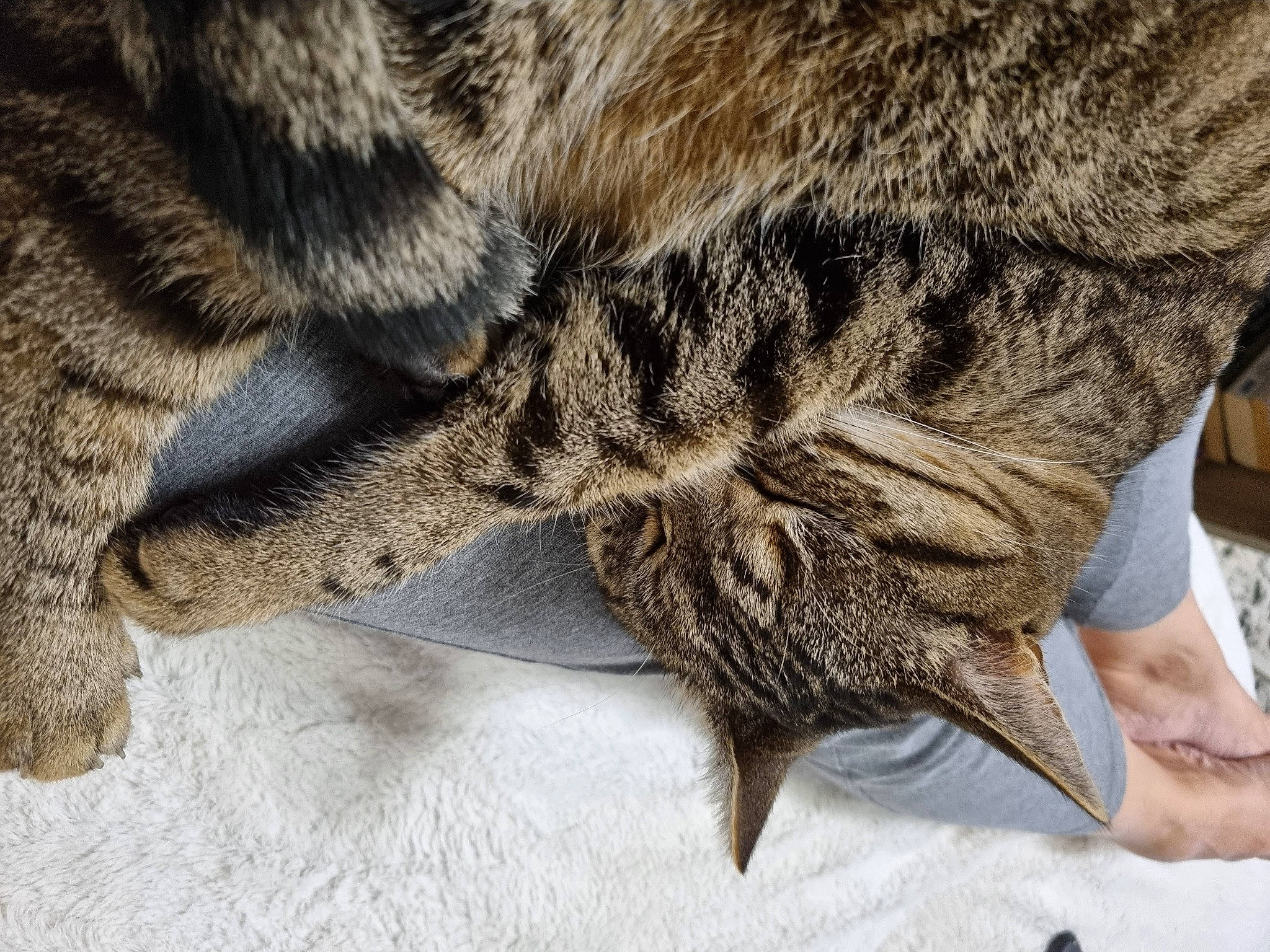 Moustique a rejoint le concours — aidez-le/la à gagner de superbes lots ! claw, close_up, domestic_short_haired_cat, felidae, flooring, fur, gesture, insect, macro_photography, military_camouflage, pattern, plant, small_to_medium_sized_cats, snout, tail, terrestrial_animal, tree, whiskers, wildlife, wood