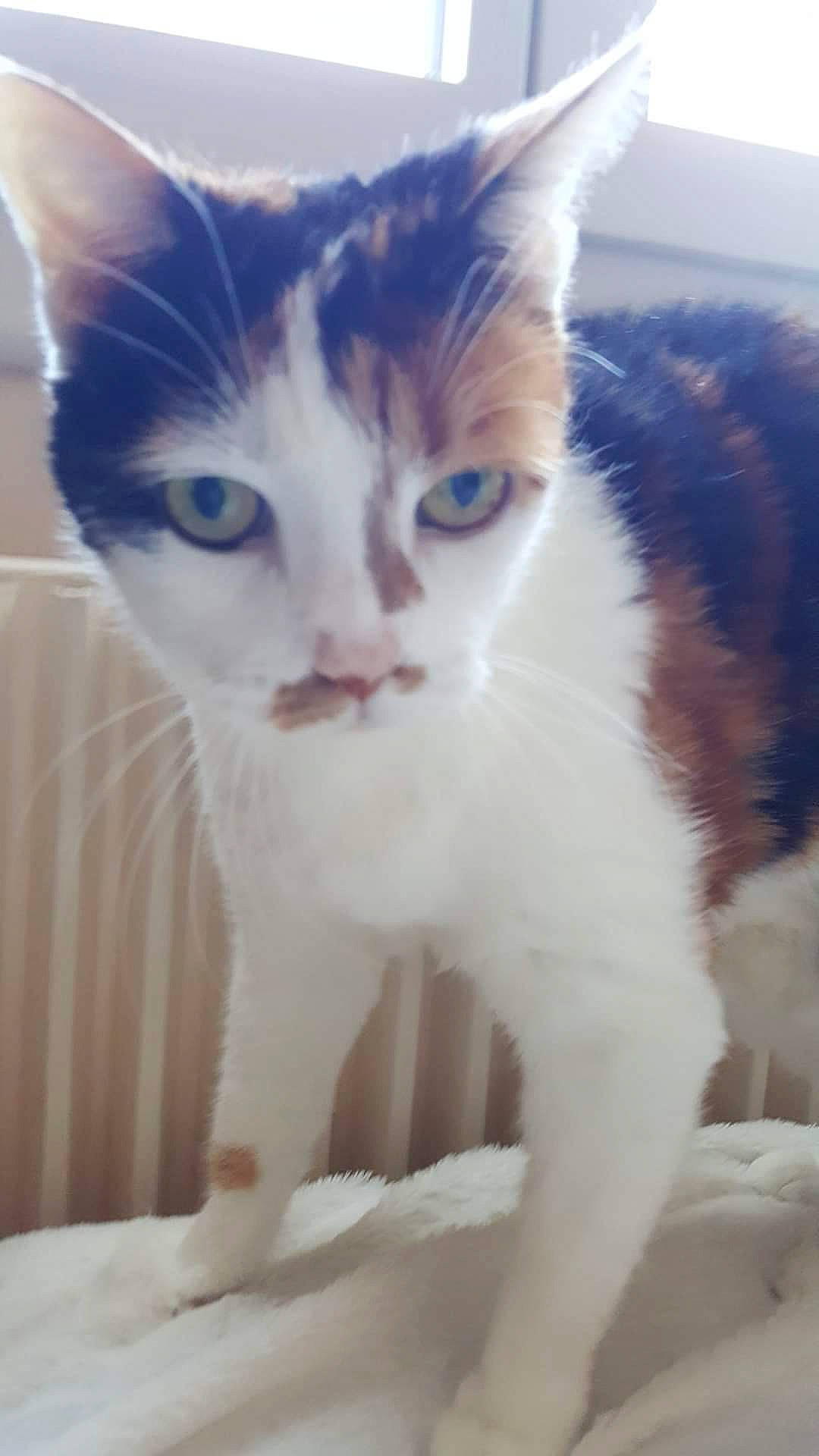 Calypso participe au concours pour gagner de l'argent avec cette photo : carnivore, cat, domestic_short_haired_cat, electric_blue, eye, felidae, fur, paw, small_to_medium_sized_cats, snout, tail, terrestrial_animal, whiskers