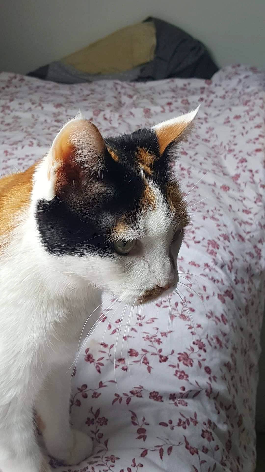 Calypso a rejoint le concours — aidez-le/la à gagner de superbes lots ! carnivore, cat, comfort, domestic_short_haired_cat, eye, felidae, fur, linens, paw, small_to_medium_sized_cats, snout, tail, terrestrial_animal, whiskers