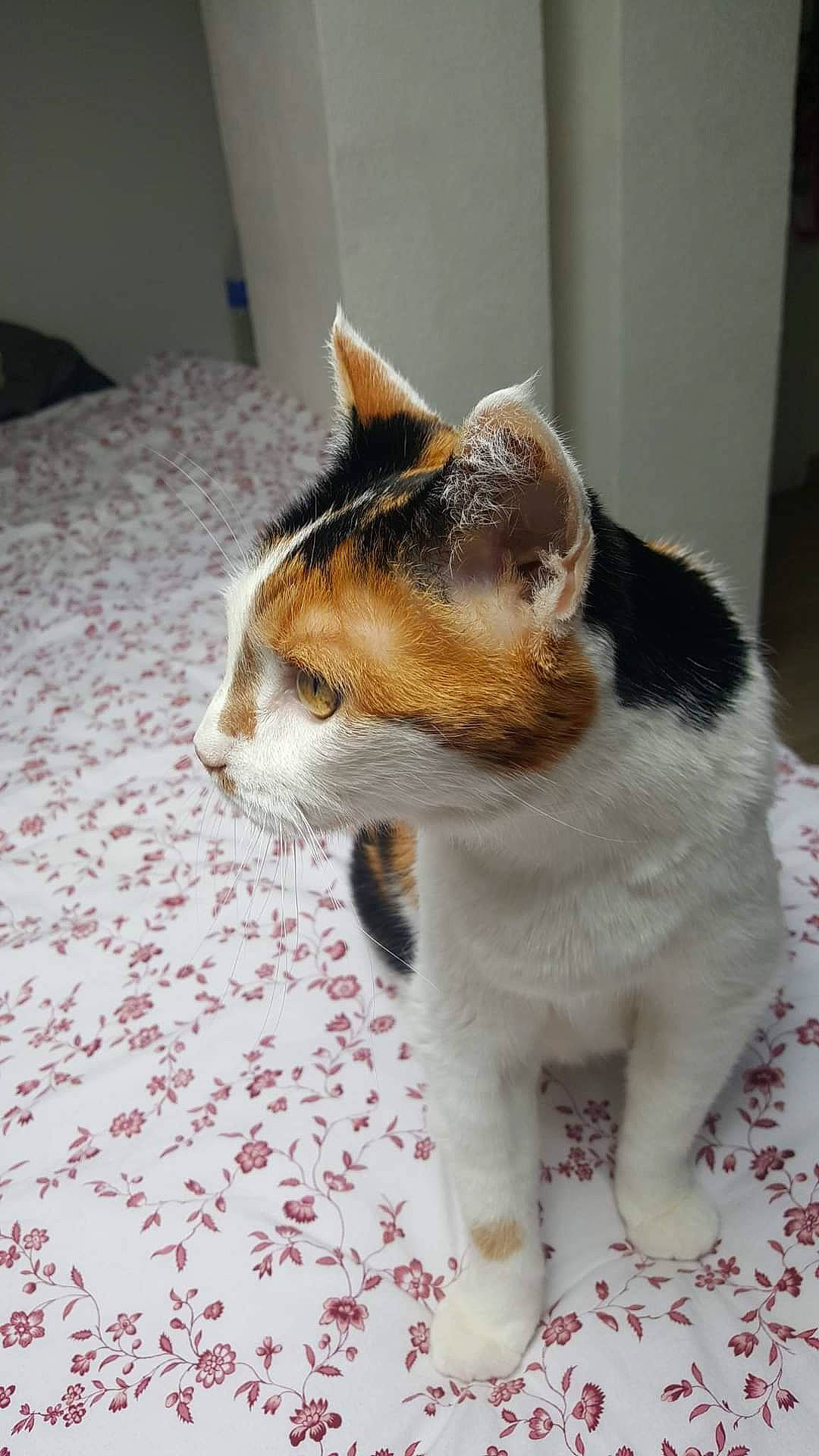 Calypso a rejoint le concours — aidez-le/la à gagner de superbes lots ! carnivore, cat, claw, comfort, domestic_short_haired_cat, felidae, flooring, fur, linens, paw, pet_supply, small_to_medium_sized_cats, tail, terrestrial_animal, whiskers, window