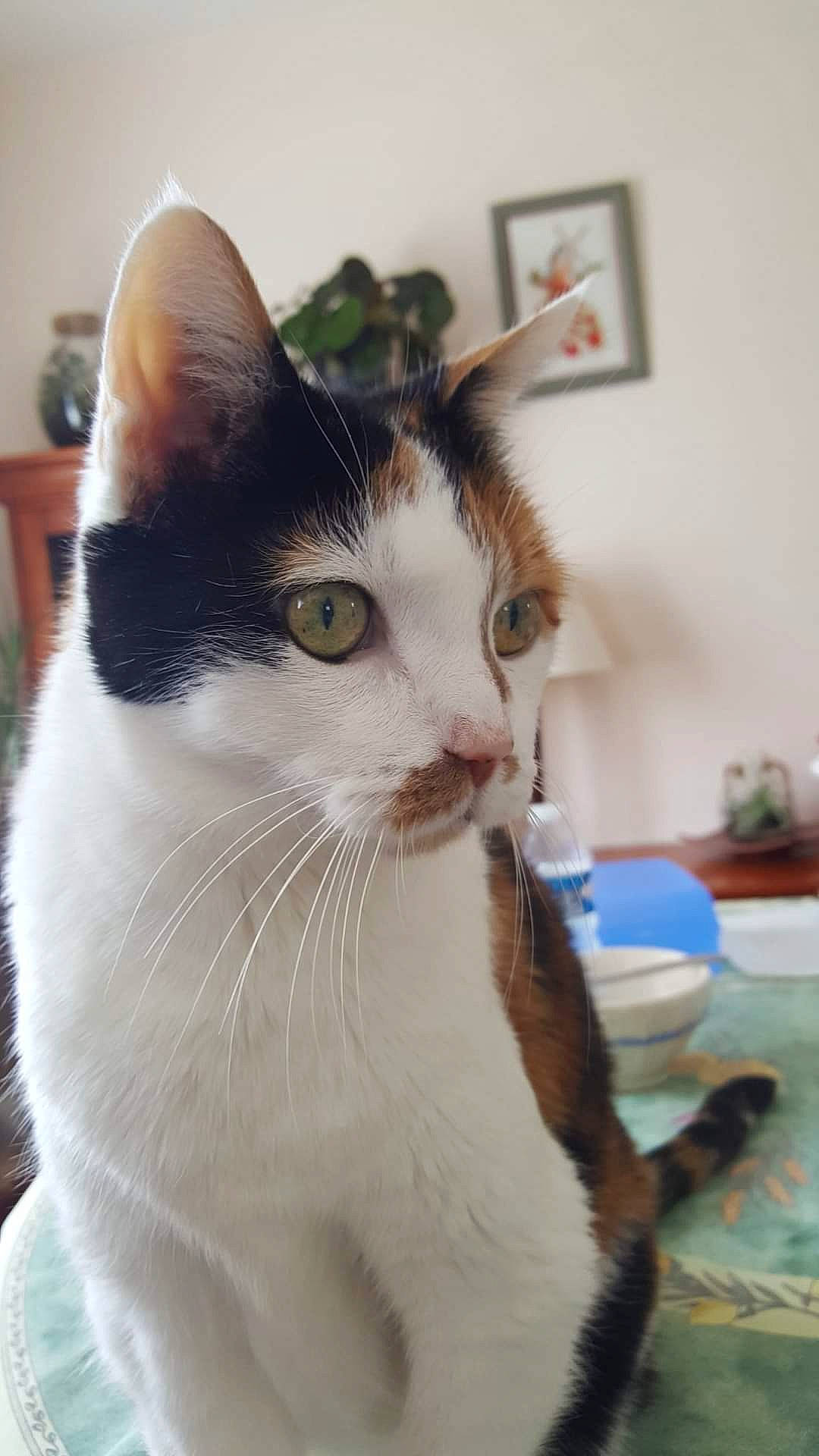 Calypso participe au concours pour gagner de l'argent avec cette photo : carnivore, cat, collar, domestic_short_haired_cat, felidae, fur, houseplant, pet_supply, picture_frame, small_to_medium_sized_cats, snout, tail, terrestrial_animal, whiskers