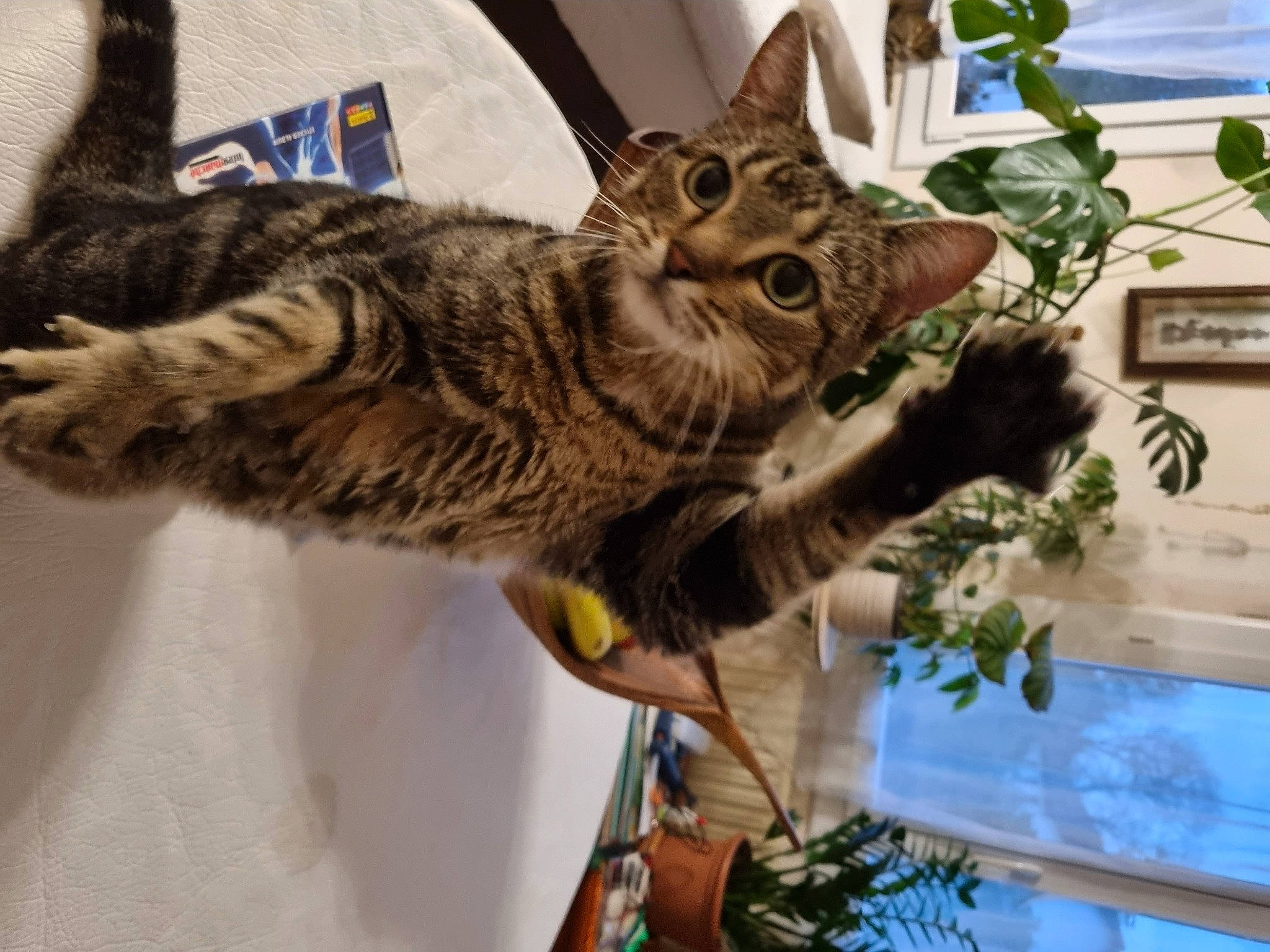 Ozanna a rejoint le concours — aidez-le/la à gagner de superbes lots ! carnivore, cat, claw, domestic_short_haired_cat, felidae, flowerpot, fur, houseplant, military_camouflage, paw, plant, small_to_medium_sized_cats, snout, tail, terrestrial_animal, tree, whiskers, wildlife, window