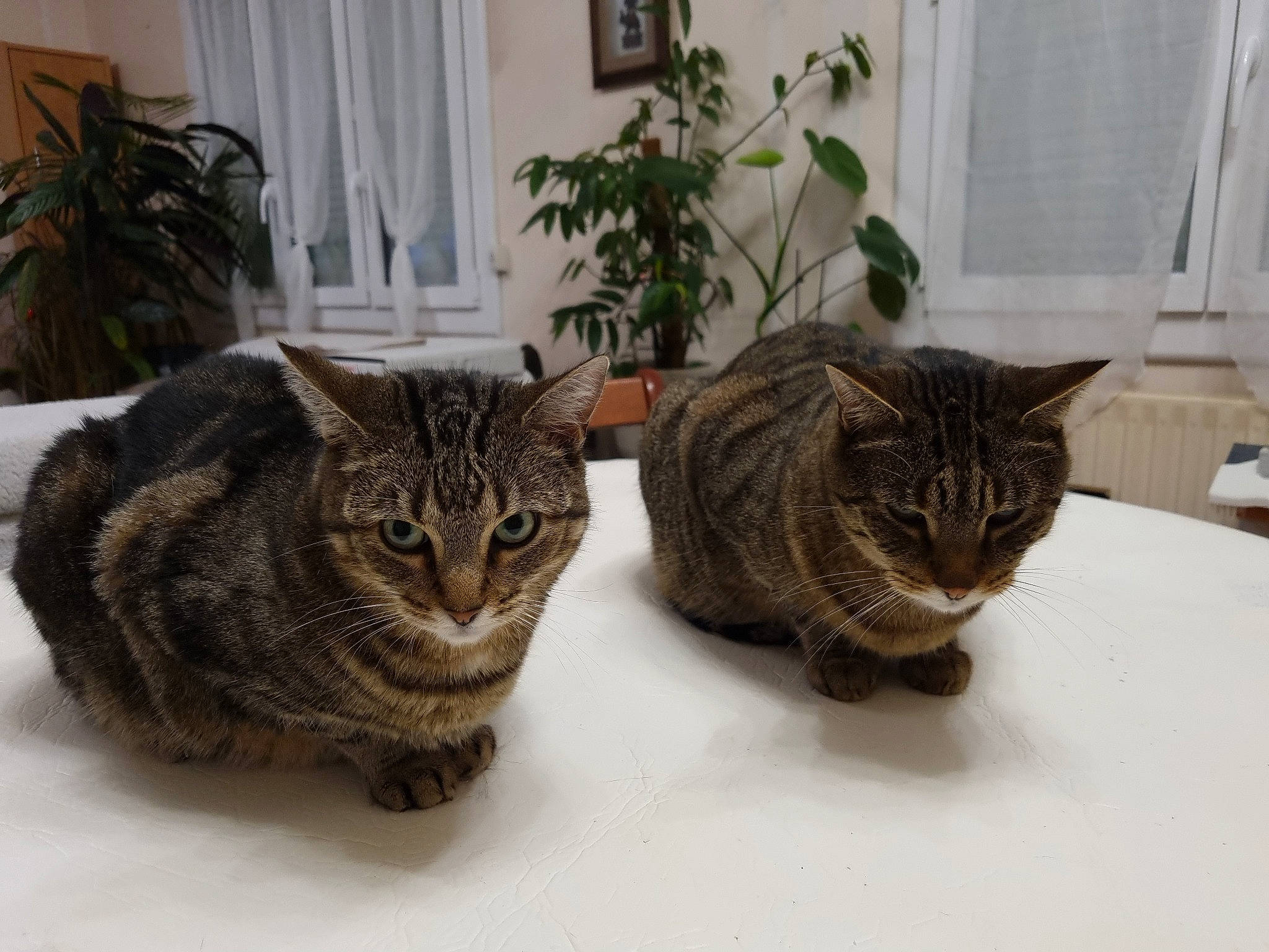 Ozanna participe au concours pour gagner de l'argent avec cette photo : carnivore, cat, cat_supply, comfort, domestic_short_haired_cat, felidae, flowerpot, fur, houseplant, mammal, picture_frame, plant, small_to_medium_sized_cats, snout, tail, terrestrial_animal, vertebrate, whiskers, window