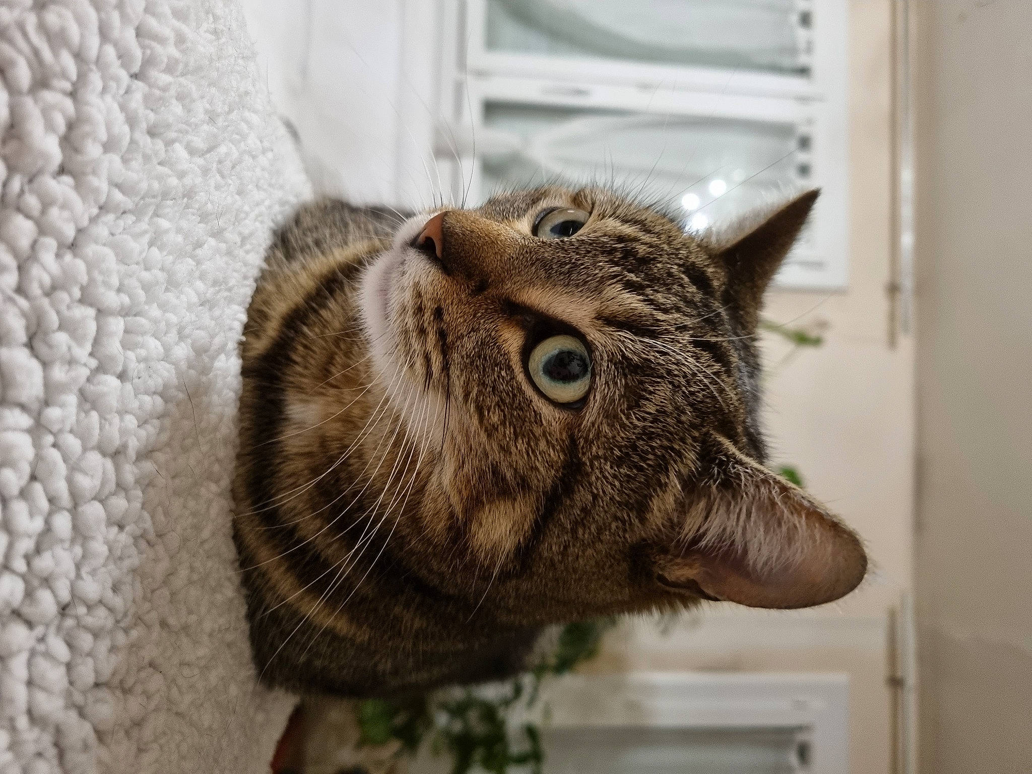 Ozanna participe au concours pour gagner de l'argent avec cette photo : art, carnivore, cat, domestic_short_haired_cat, ear, felidae, fur, grey, pet_supply, room, small_to_medium_sized_cats, snout, terrestrial_animal, whiskers, wildlife, window, wood, woven_fabric