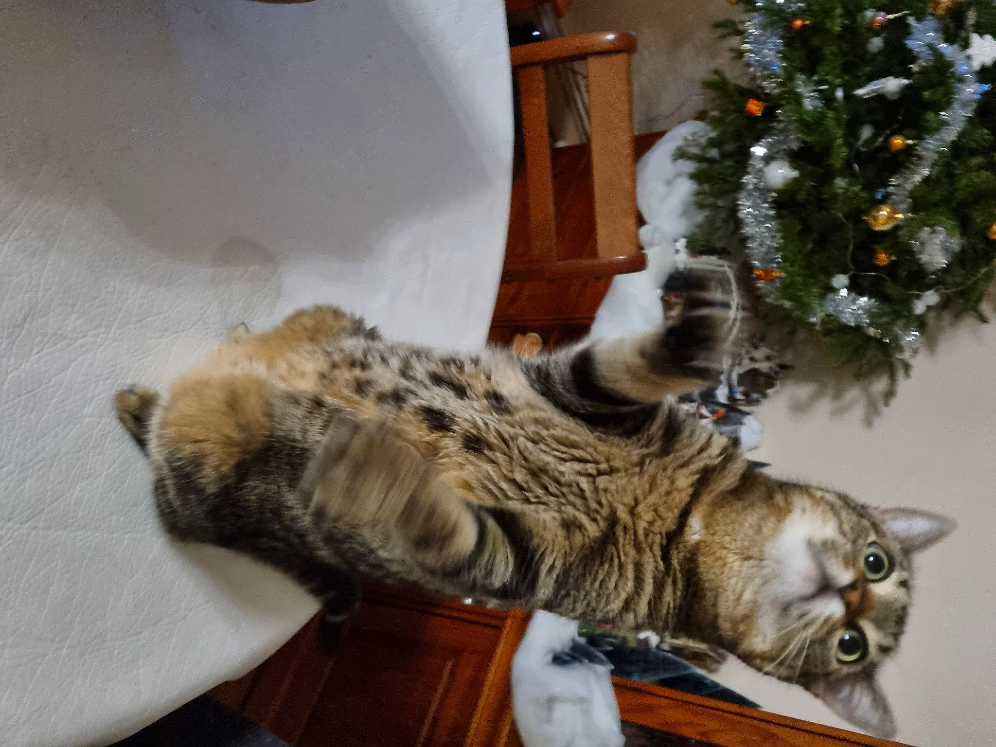 Ozanna participe au concours pour gagner de l'argent avec cette photo : carnivore, cat, chair, christmas_ornament, christmas_tree, conifer, domestic_short_haired_cat, event, felidae, fur, holiday, ornament, paw, room, small_to_medium_sized_cats, tail, tree, whiskers, winter, wood