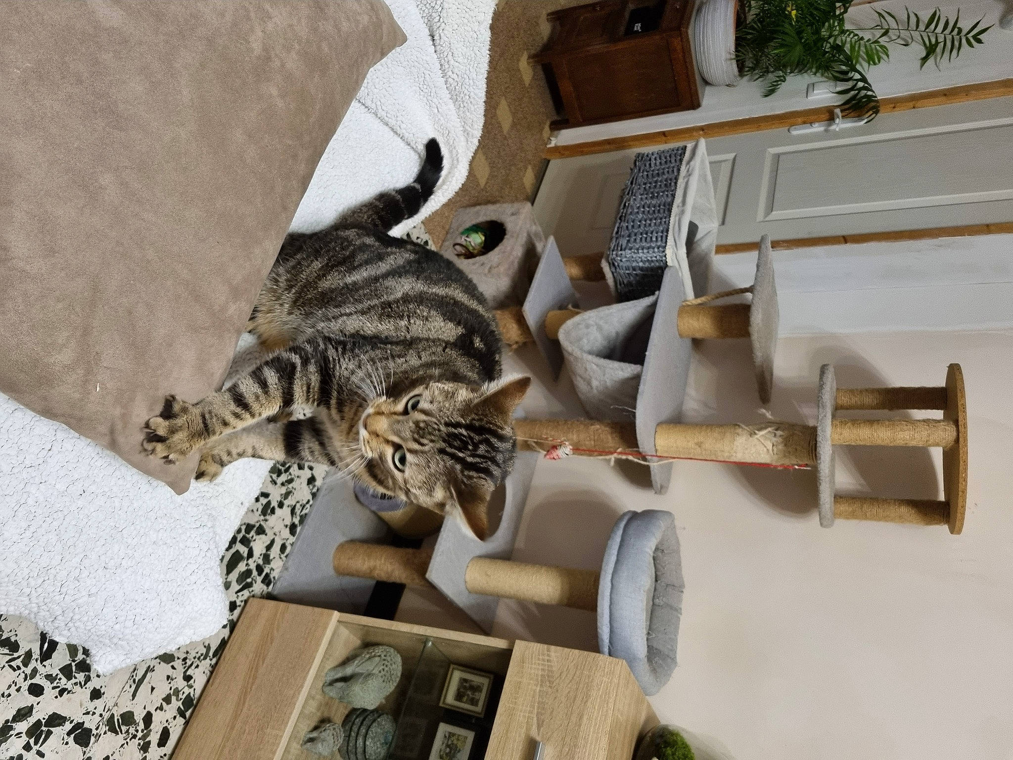 Ozanna participe au concours pour gagner de l'argent avec cette photo : art, building, carnivore, cat, felidae, fur, house, houseplant, metal, pattern, plant, sculpture, small_to_medium_sized_cats, statue, tail, terrestrial_animal, tree, whiskers, window, wood