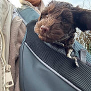 Teddy joined the competition — help win amazing prizes! dog, puppy, carrier_bag, person, jacket, outdoor, tree, fence, zipper, brown_fur, floppy_ears, closeup, winter_clothing, mesh_fabric, canine, pet, daylight, nature, casual, warm_clothes