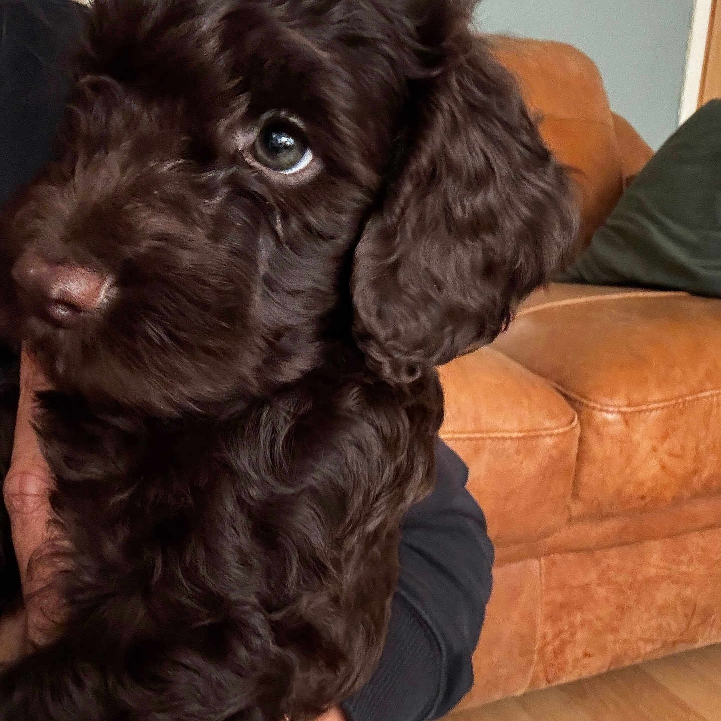 Teddy is registered to the contest to win money with this photo: animal, brown, close_up, cozy, cute, dog, ears, floor, fluffy, fur, human_hand, indoor, leather_couch, living_room, looking_away, pet, portrait, puppy, soft_light, young_dog