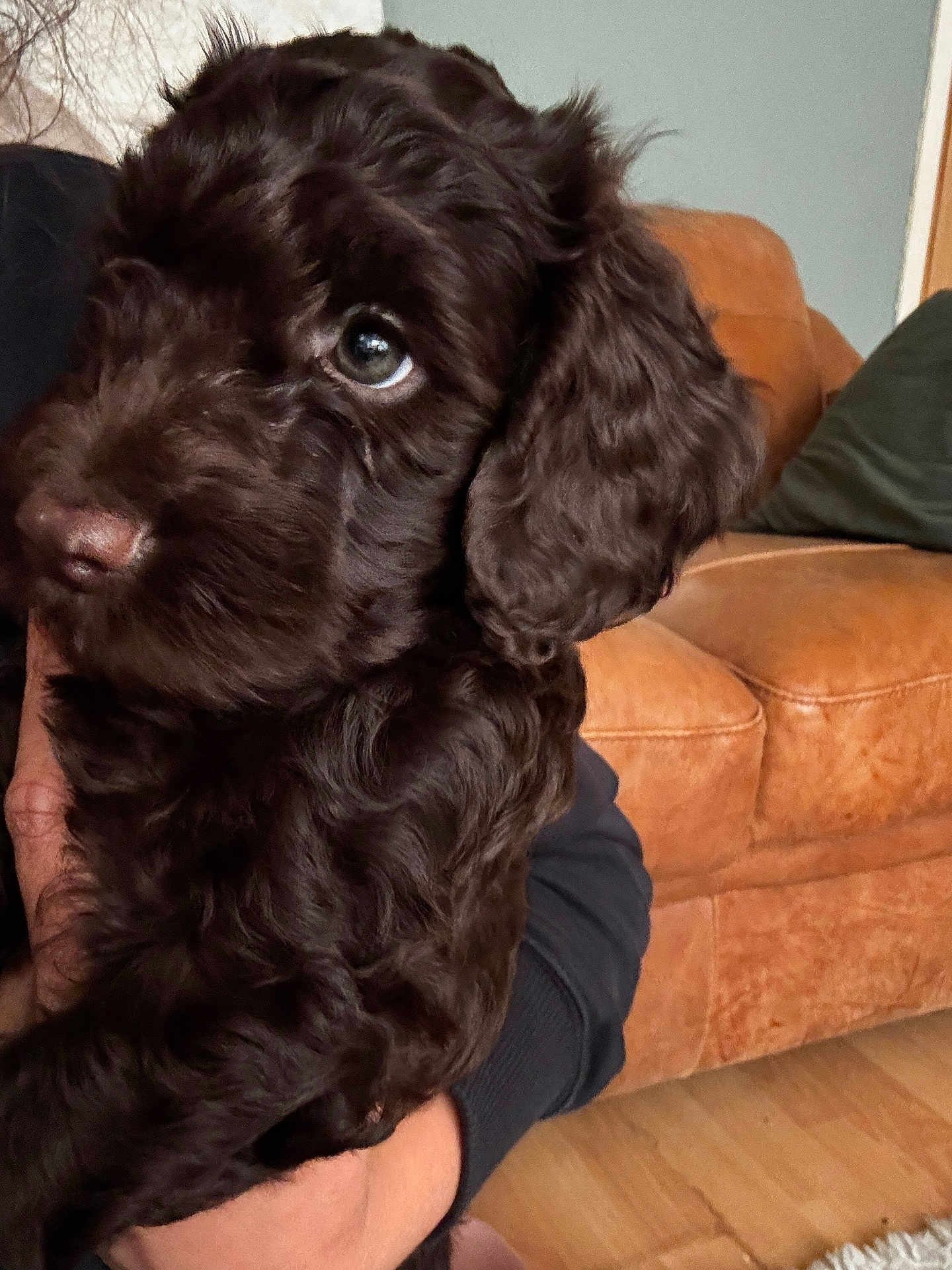 Teddy is registered to the contest to win money with this photo: puppy, dog, brown, close_up, fluffy, pet, indoor, leather_couch, floor, human_hand, portrait, young_dog, cute, animal, fur, ears, looking_away, cozy, living_room, soft_light