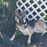 Shea joined the competition — help win amazing prizes! dog, german_shepherd, outdoor, fence, lattice, greenery, plants, sunlight, shadow, earth, collar, pet, animal, leaves, nature, canine, resting, alert, daylight, garden