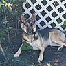 dog, german_shepherd, outdoor, fence, lattice, greenery, plants, sunlight, shadow, earth, collar, pet, animal, leaves, nature, canine, resting, alert, daylight, garden