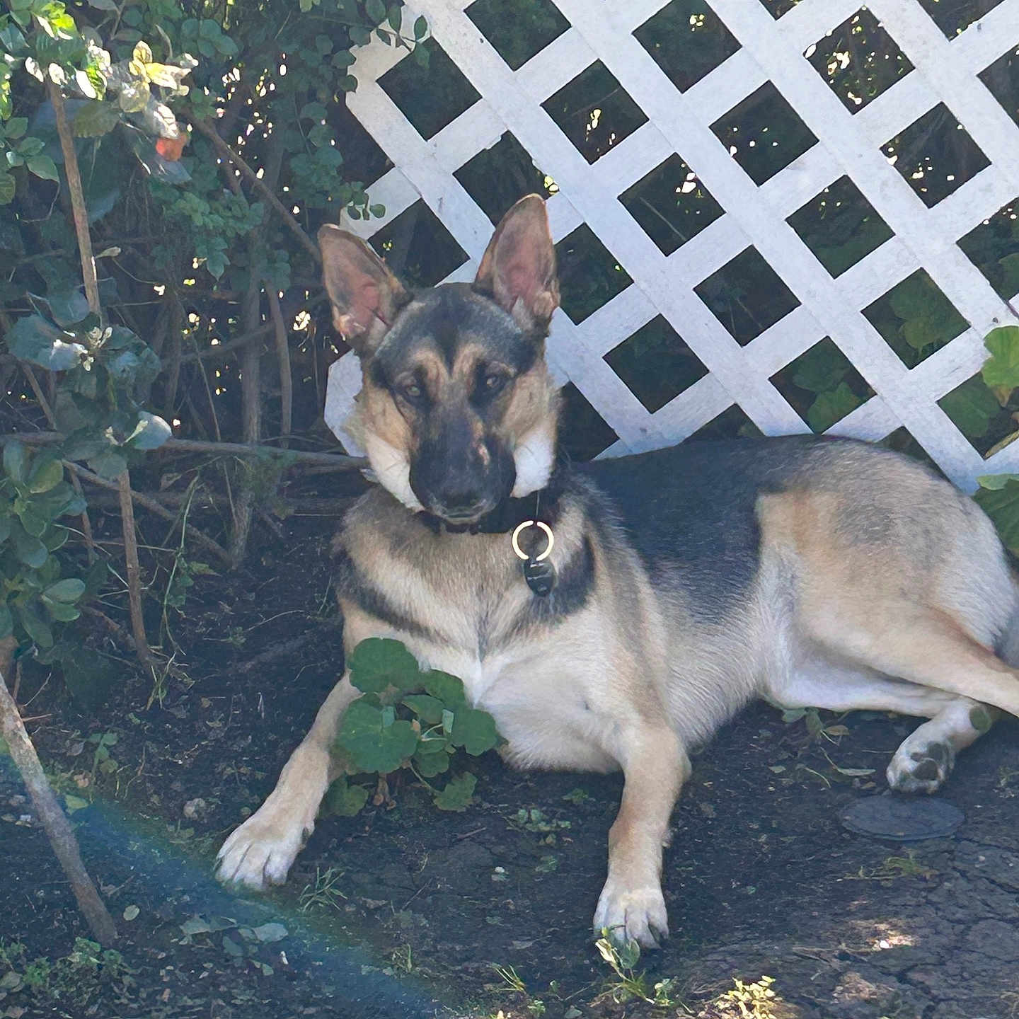 Shea joined the competition — help win amazing prizes! dog, german_shepherd, outdoor, fence, lattice, greenery, plants, sunlight, shadow, earth, collar, pet, animal, leaves, nature, canine, resting, alert, daylight, garden