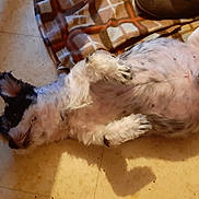 Cooki a rejoint le concours — aidez-le/la à gagner de superbes lots ! animal, black, blanket, canine, companion, cozy, cute, dog, domestic, floor, fur, home, indoor, lying_down, paw, pet, relaxed, resting, sleeping, white