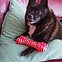 dog, black_dog, toy, chew_toy, pillow, couch, indoor, pet, fur, alert, looking_up, relaxed, paw, snout, ears, animal, companion, domestic_animal, resting, household