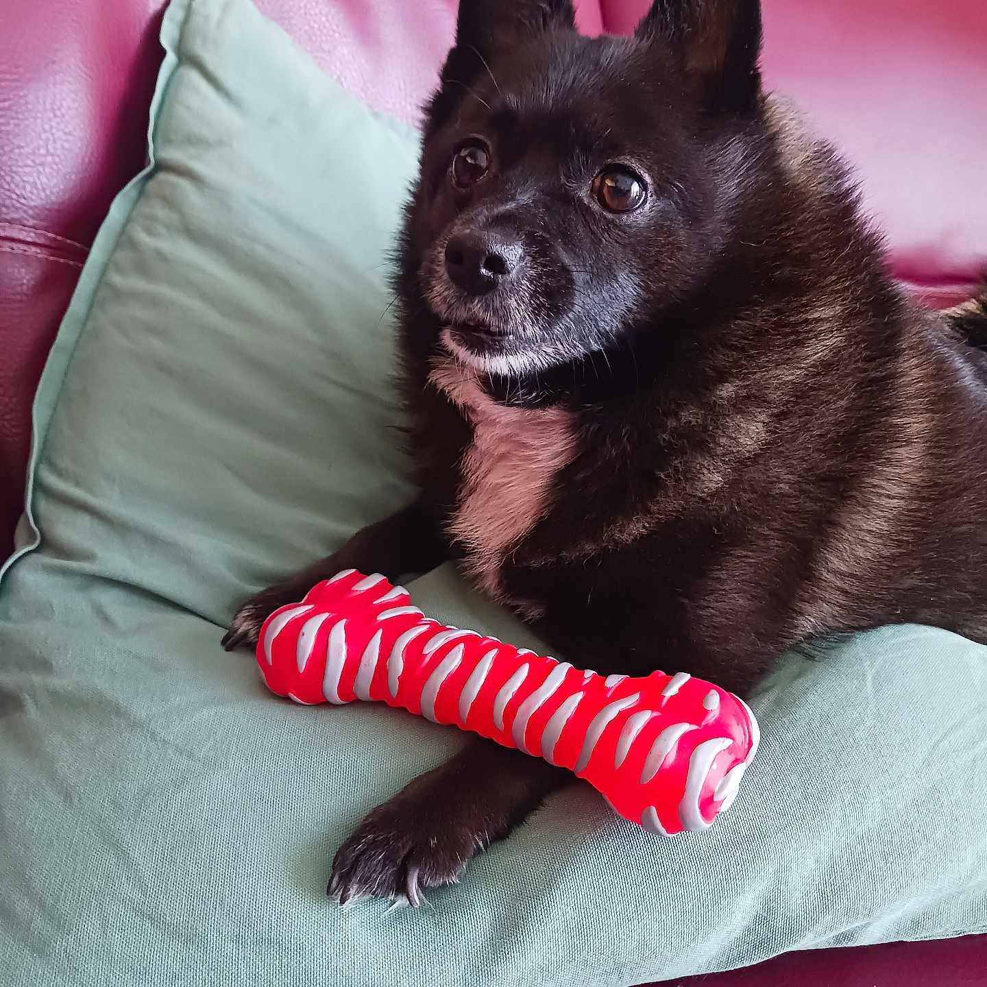 Mojito participe au concours pour gagner de l'argent avec cette photo : alert, animal, black_dog, chew_toy, companion, couch, dog, domestic_animal, ears, fur, household, indoor, looking_up, paw, pet, pillow, relaxed, resting, snout, toy
