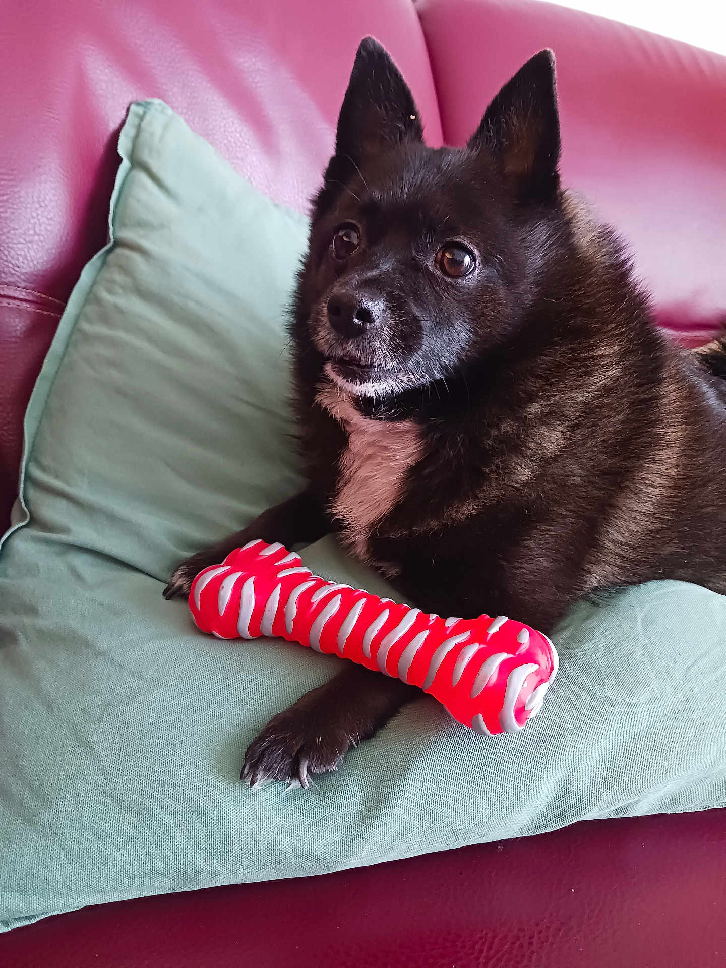 Mojito participe au concours pour gagner de l'argent avec cette photo : dog, black_dog, toy, chew_toy, pillow, couch, indoor, pet, fur, alert, looking_up, relaxed, paw, snout, ears, animal, companion, domestic_animal, resting, household