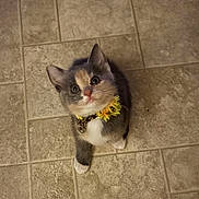 Petunia is registered to the contest to win money with this photo: kitten, cat, pet, tile_floor, collar, flower_collar, yellow, eyes, whiskers, paws, sitting, looking_up, indoor, feline, small, cute, portrait, fur, nose, adorable