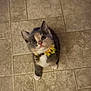 kitten, cat, pet, tile_floor, collar, flower_collar, yellow, eyes, whiskers, paws, sitting, looking_up, indoor, feline, small, cute, portrait, fur, nose, adorable