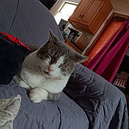 Oliver joined the competition — help win amazing prizes! cat, sleeping, indoor, couch, quilted_blanket, grey, white, pet, feline, relaxed, household, window, curtain, kitchen, cabinet, microwave, water_bottle, red_curtain, soft_lighting, cozy