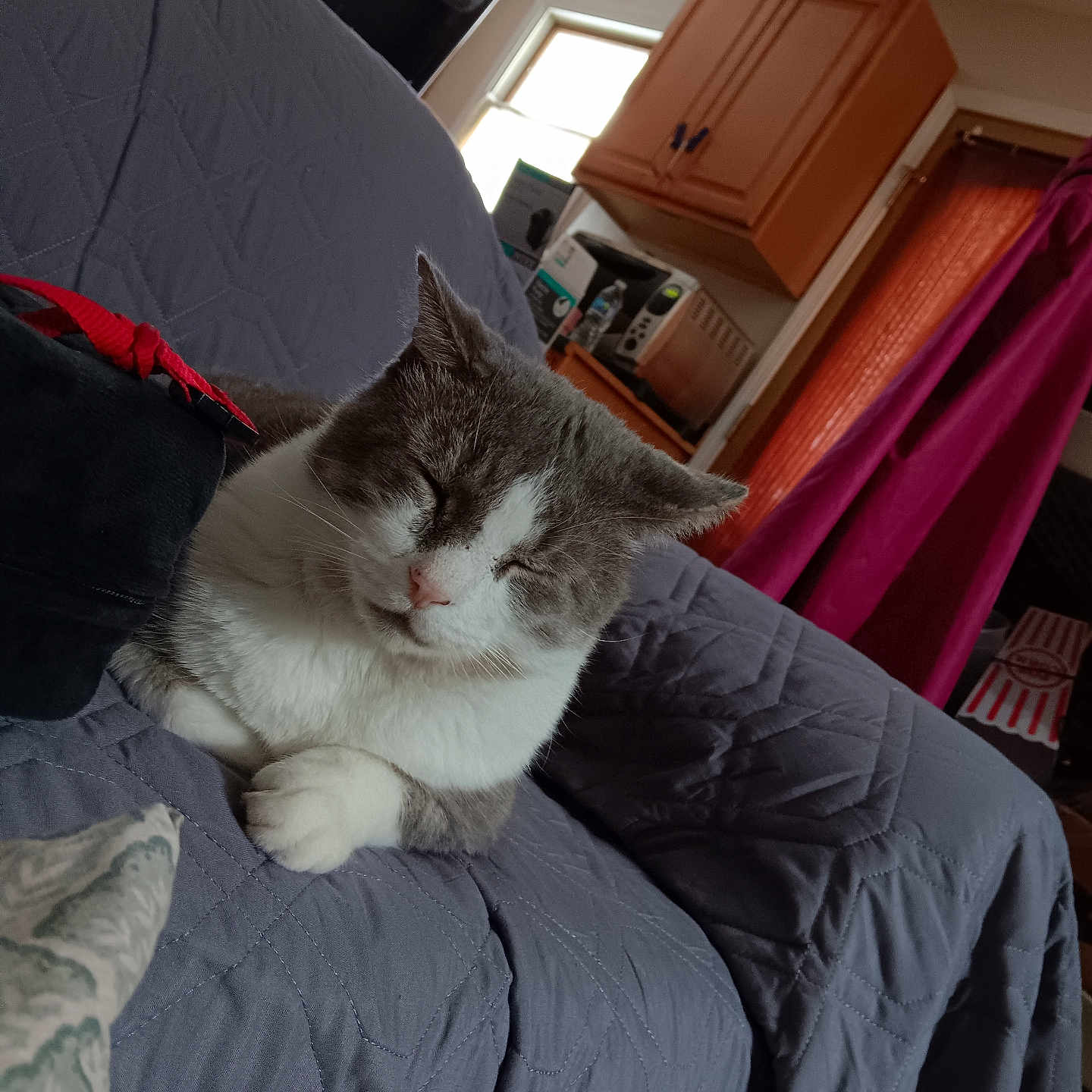 Oliver joined the competition — help win amazing prizes! cabinet, cat, couch, cozy, curtain, feline, grey, household, indoor, kitchen, microwave, pet, quilted_blanket, red_curtain, relaxed, sleeping, soft_lighting, water_bottle, white, window