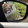 Roky a rejoint le concours — aidez-le/la à gagner de superbes lots ! dog, car, side_mirror, window, tongue_out, happy, pet, animal, outdoor, reflection, greenery, nature, transportation, canine, travel, summer, daylight, vehicle, road_trip, companion