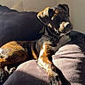 Roky a rejoint le concours — aidez-le/la à gagner de superbes lots ! dog, brindle, couch, pillow, sunlight, indoor, pet, relaxed, animal, fur, paw, collar, shadow, resting, home, cozy, canine, comfortable, portrait, furniture