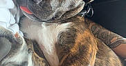 Roky a rejoint le concours — aidez-le/la à gagner de superbes lots ! dog, sleeping, brindle, tongue_out, blanket, couch, tattoo, arm, resting, pet, canine, cozy, indoor, fur, paw, relaxed, snuggle, comfort, closeup, domestic