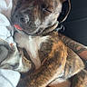 dog, sleeping, brindle, tongue_out, blanket, couch, tattoo, arm, resting, pet, canine, cozy, indoor, fur, paw, relaxed, snuggle, comfort, closeup, domestic
