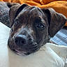 puppy, dog, brindle, resting, pillow, blanket, cozy, indoor, cute, pet, fur, ears, snout, face, animal, domestic_animal, sleepy, comfort, closeup, relaxed
