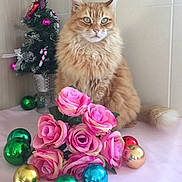 Timal participe au concours pour gagner de l'argent avec cette photo : cat, ginger_cat, flowers, pink_roses, christmas_tree, christmas_ornaments, decorations, holiday, indoor, feline, fluffy, pet, tablecloth, festive, green_ornaments, gold_ornaments, red_ornaments, blue_ornaments, still_life, cute