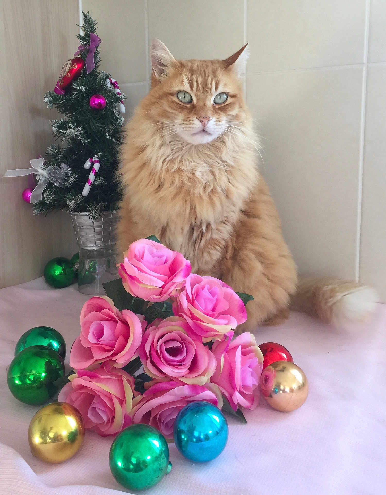 Timal participe au concours pour gagner de l'argent avec cette photo : cat, ginger_cat, flowers, pink_roses, christmas_tree, christmas_ornaments, decorations, holiday, indoor, feline, fluffy, pet, tablecloth, festive, green_ornaments, gold_ornaments, red_ornaments, blue_ornaments, still_life, cute