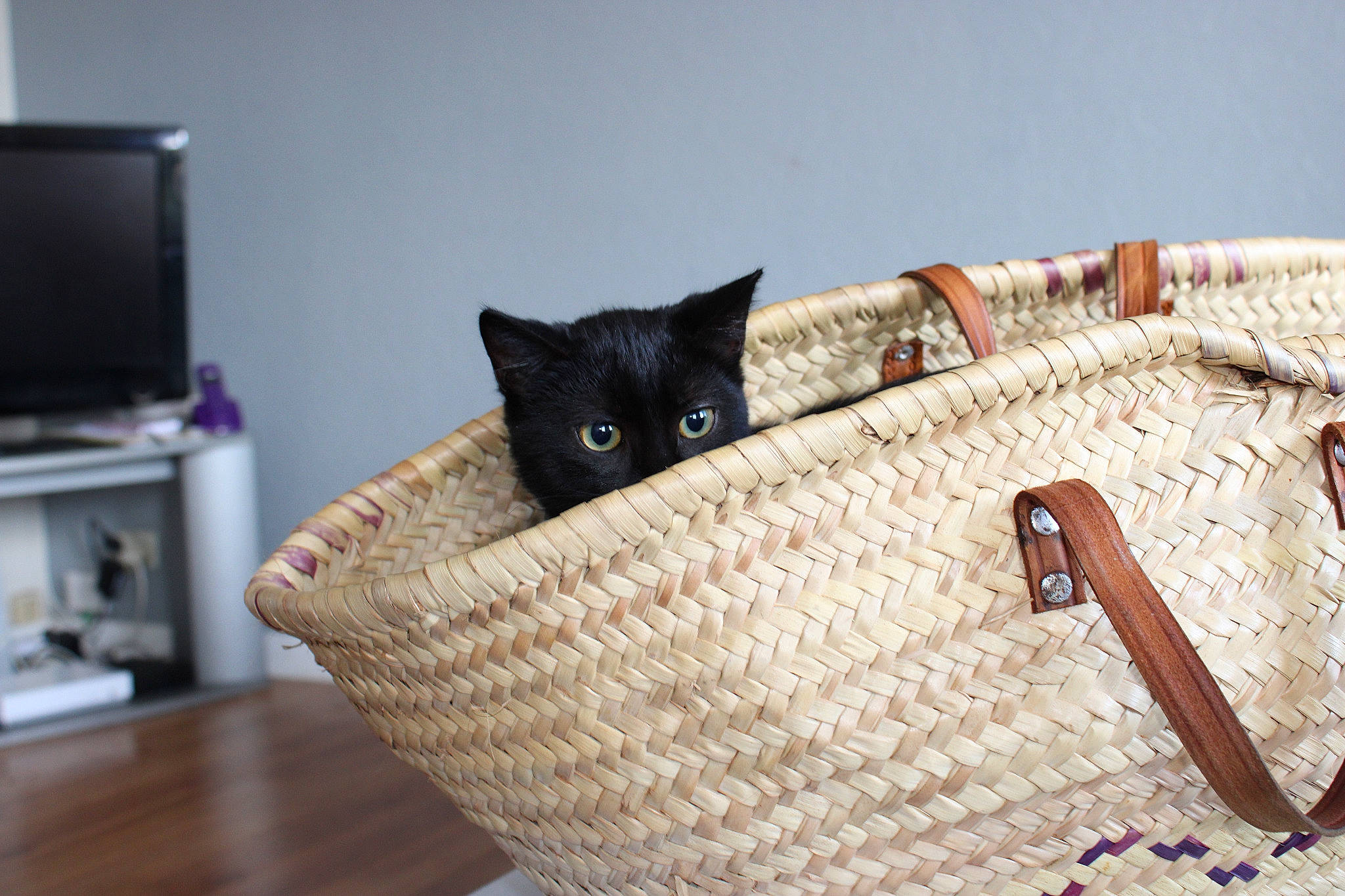 Pitchou participe au concours pour gagner de l'argent avec cette photo : bag, basket, black_cat, british_shorthair, carnivore, cat, cat_bed, crochet, domestic_short_haired_cat, felidae, fur, handbag, kitten, knitting, small_to_medium_sized_cats, thread, whiskers, wicker, wool
