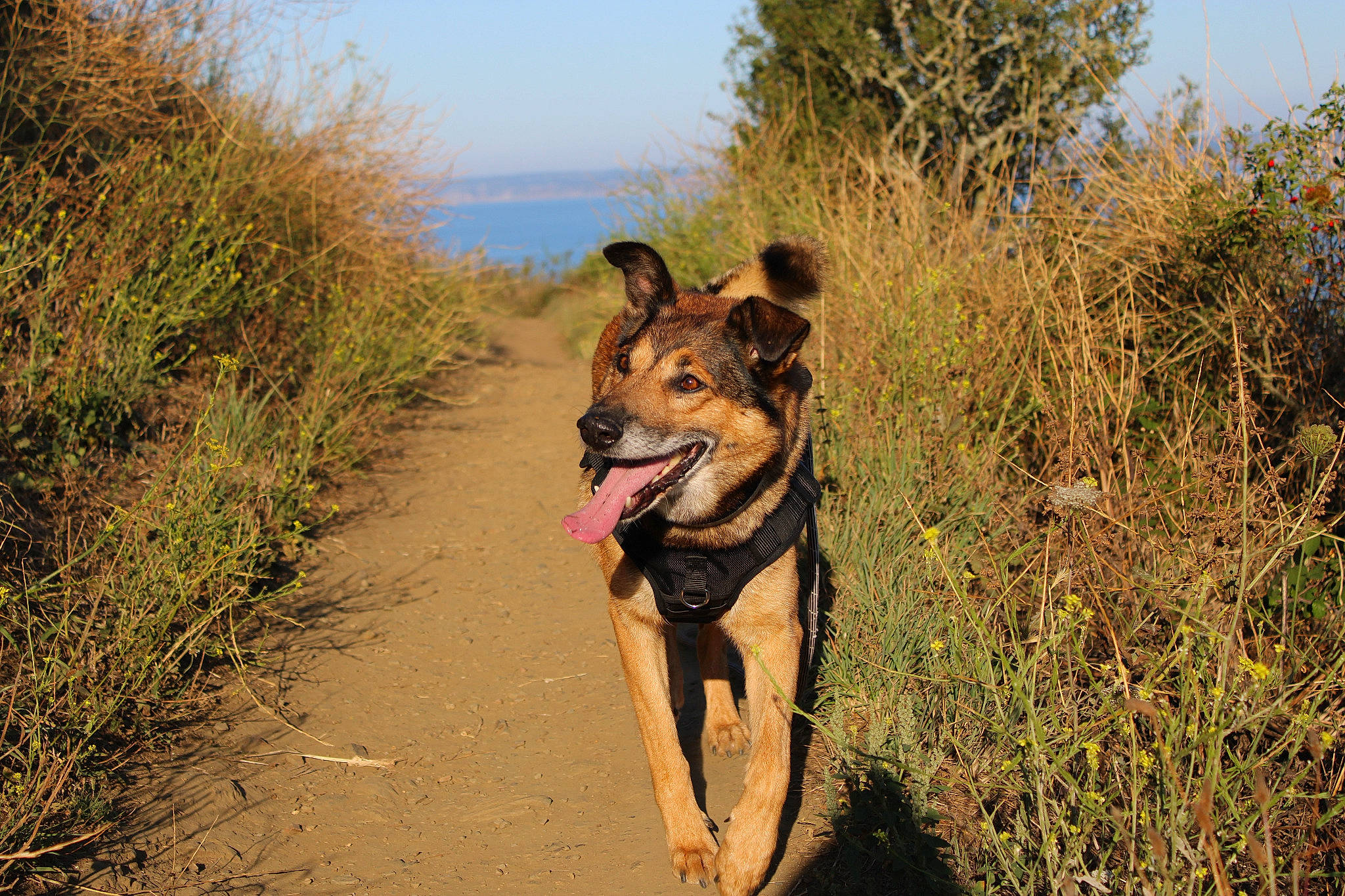 Lascaux a rejoint le concours — aidez-le/la à gagner de superbes lots ! adventure, canidae, carnivore, dog, dog_breed, mammal, vertebrate, walking, wildlife, working_dog