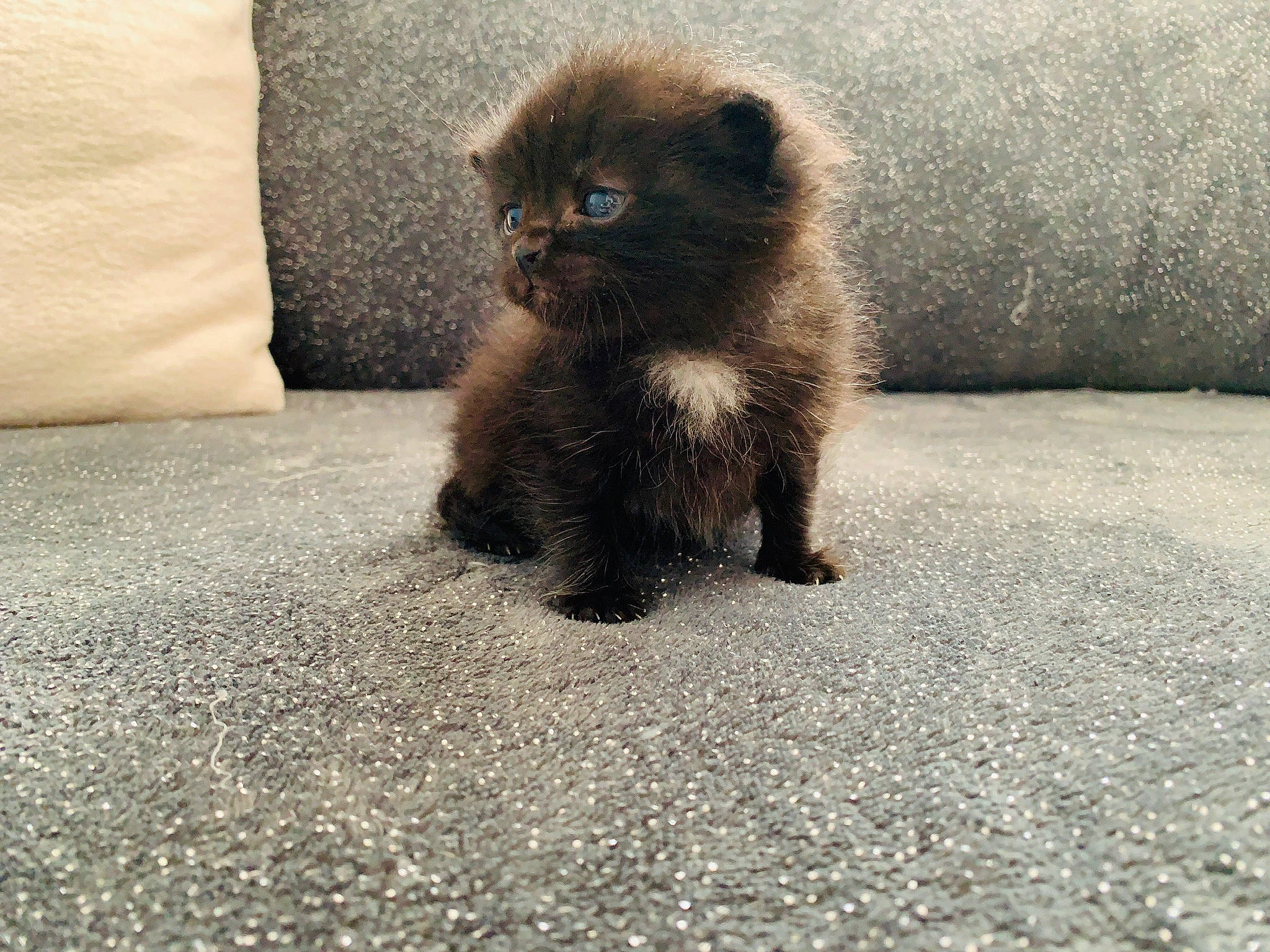 Nighty a rejoint le concours — aidez-le/la à gagner de superbes lots ! asian_semi_longhair, black_cat, british_longhair, british_semi_longhair, carnivore, cat, domestic_long_haired_cat, fawn, felidae, fur, himalayan, kitten, maine_coon, mammal, napoleon_cat, persian, small_to_medium_sized_cats, tail, vertebrate, whiskers