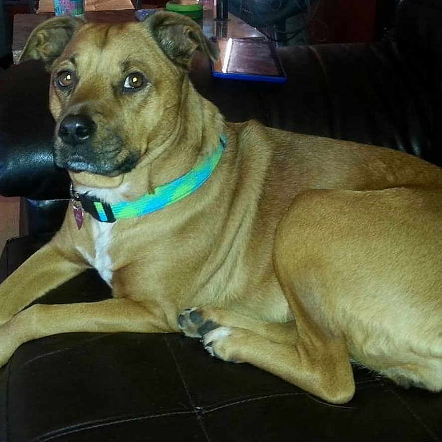 Khloe is registered to the contest to win money with this photo: accessories, animal, boxer, bulldog, canine, collar, couch, dog, electronics, file, furniture, greatdane, hound, labradorretriever, pet, pitbull, puppy, screen, text, webpage