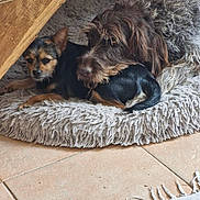 Navy participe au concours pour gagner de l'argent avec cette photo : animal, bed, companion, cozy, cute, dog, floor, friendship, fur, home, indoor, medium_dog, pet, relaxing, resting, small_dog, snuggling, texture, tile, wood