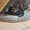animal, bed, companion, cozy, cute, dog, floor, friendship, fur, home, indoor, medium_dog, pet, relaxing, resting, small_dog, snuggling, texture, tile, wood
