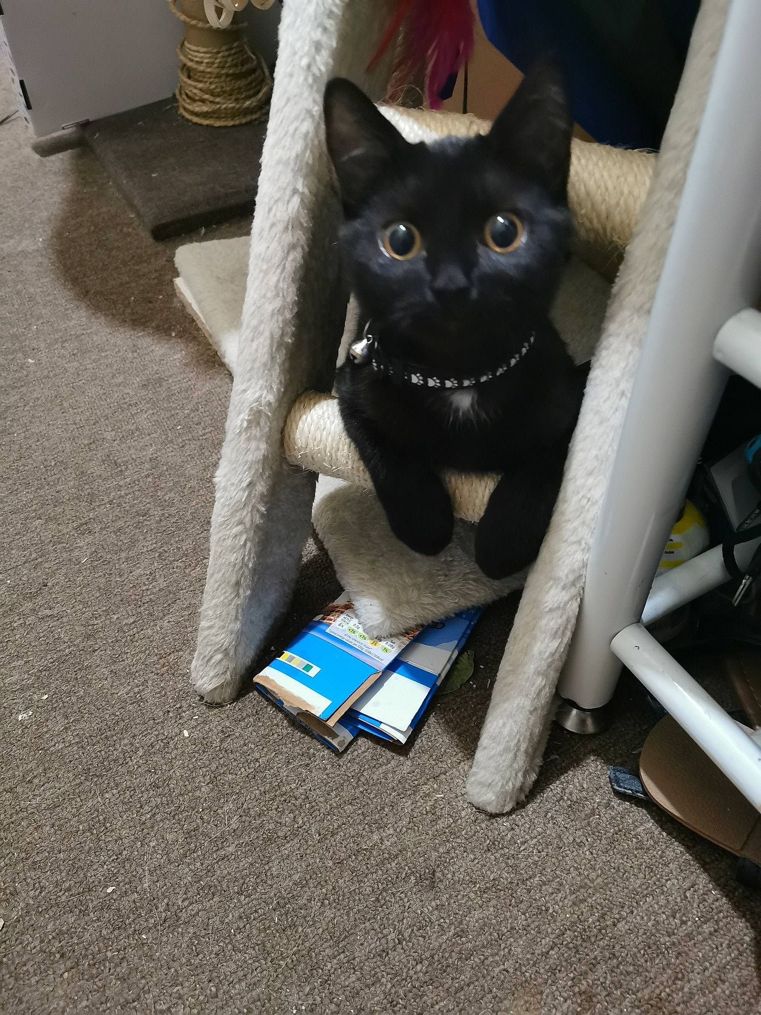 Luna joined the competition — help win amazing prizes! black_cat, bombay, carnivore, cat, chair, comfort, domestic_short_haired_cat, electric_blue, felidae, flooring, fur, grey, paw, small_to_medium_sized_cats, tail, whiskers, window