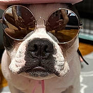 Klohi The Tow Dog joined the competition — help win amazing prizes! dog, sunglasses, hat, star, pet, cute, indoor, fashion, accessory, animal, closeup, portrait, white, black, pink, blue, funny, sitting, floor, canine