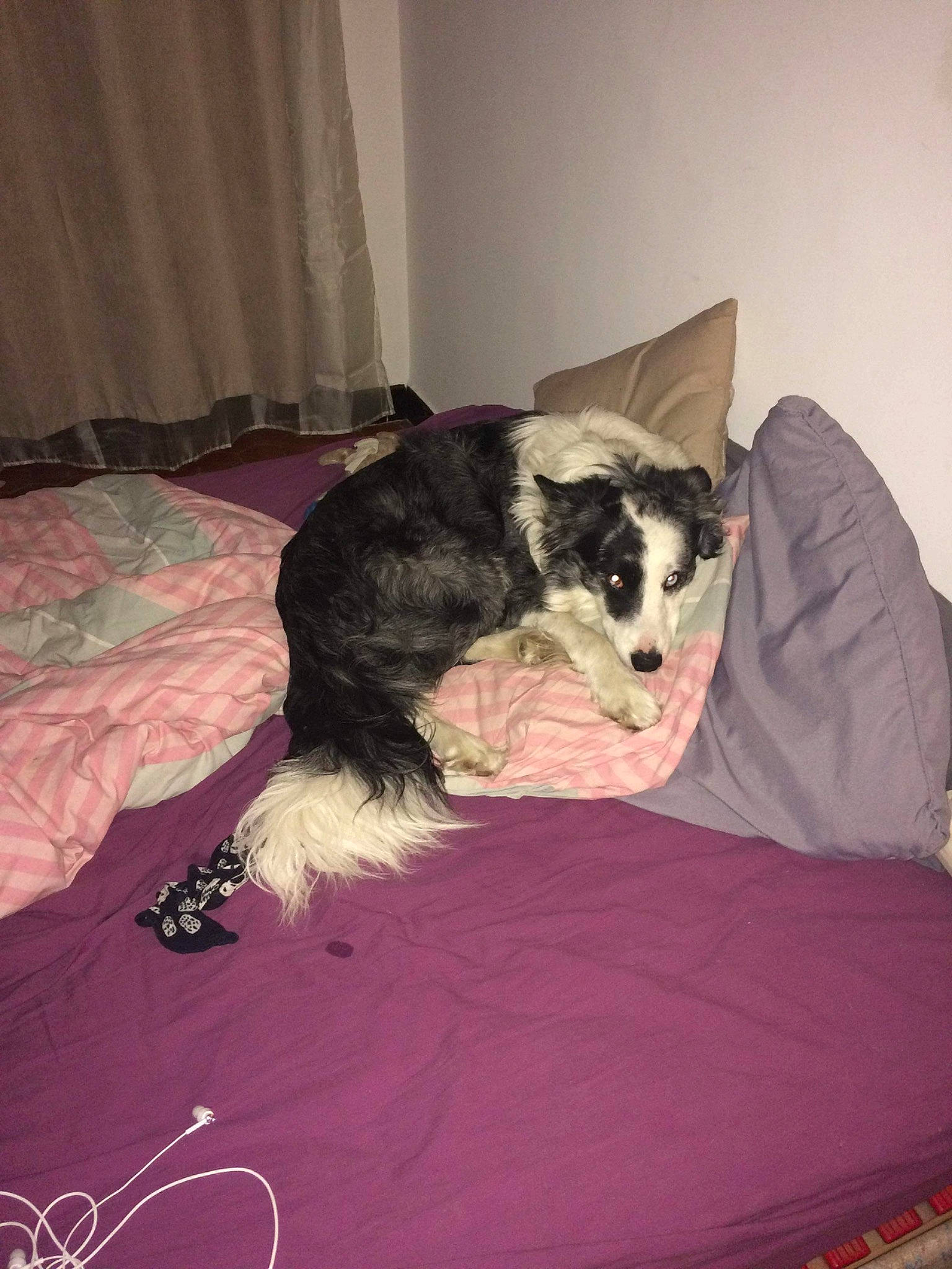 Noël participe au concours pour gagner de l'argent avec cette photo : bed, bedding, canidae, carnivore, comfort, companion_dog, curtain, dog, dog_breed, dog_supply, fawn, flooring, fur, linens, magenta, pattern, snout, sporting_group, tail, working_animal