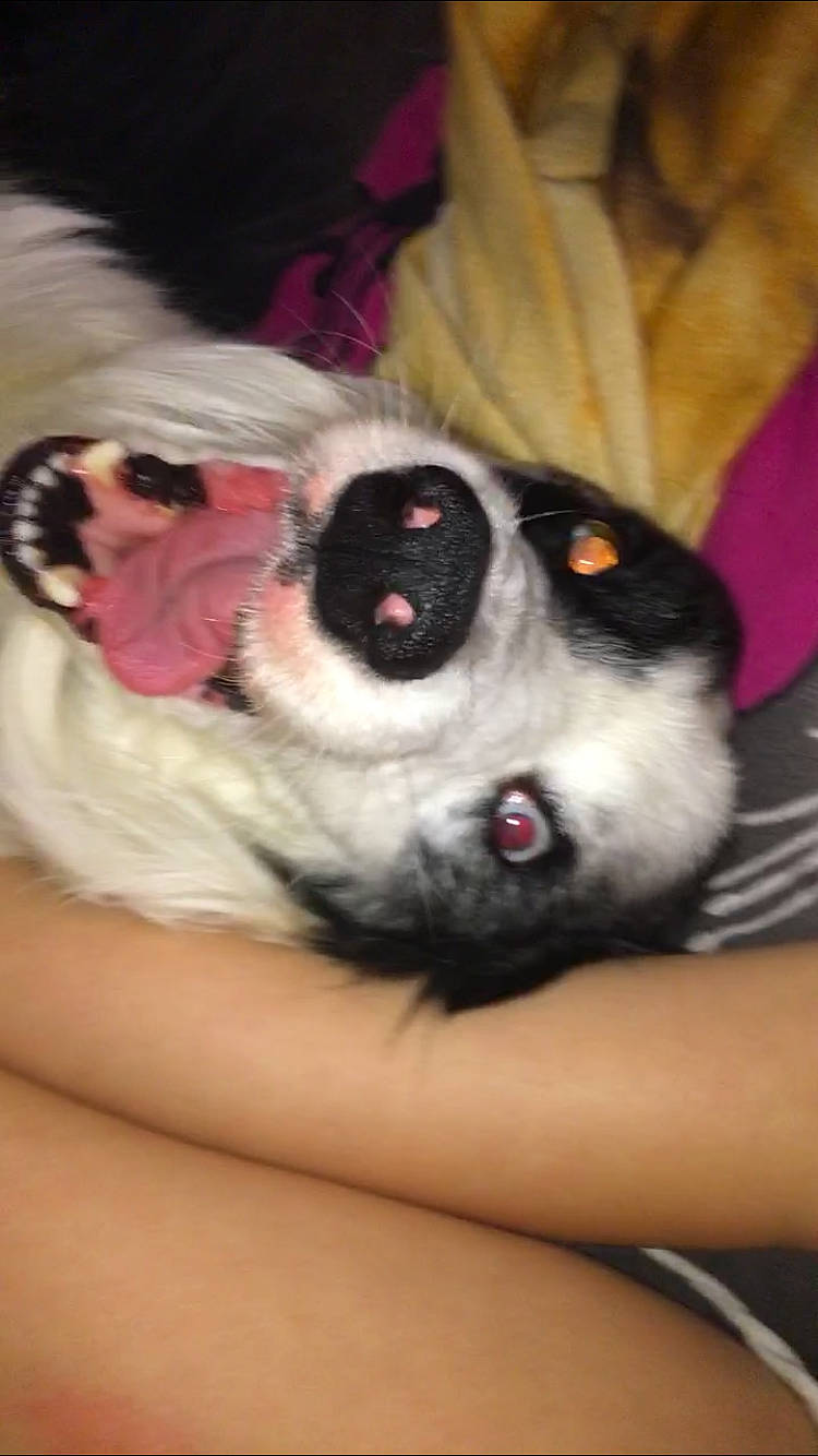 Noël a rejoint le concours — aidez-le/la à gagner de superbes lots ! canidae, carnivore, claw, comfort, companion_dog, couch, dog, dog_breed, fawn, felidae, foot, fur, paw, siberian_husky, small_to_medium_sized_cats, snout, sporting_group, tail, whiskers, working_animal