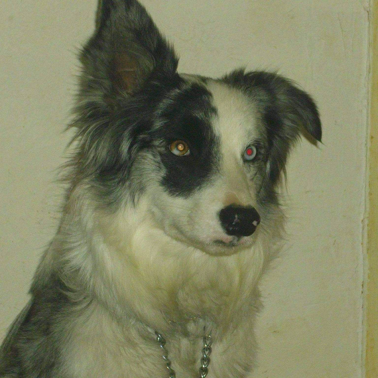 Noël participe au concours pour gagner de l'argent avec cette photo : ancient_dog_breeds, art, carnivore, companion_dog, dog, dog_breed, fur, herding_dog, sporting_group, terrestrial_animal, whiskers, working_dog