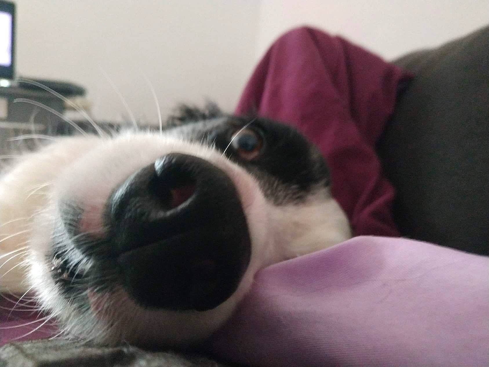 Noël participe au concours pour gagner de l'argent avec cette photo : canidae, carnivore, comfort, companion_dog, couch, dog, dog_breed, ear, fawn, fur, nap, non_sporting_group, paw, sleep, snout, sporting_group, whiskers, working_animal