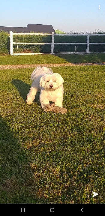 Larko