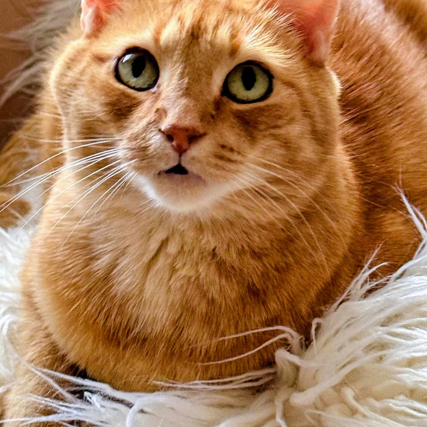 Creamsicle joined the competition — help win amazing prizes! alert, animal, cat, close_up, curious, cute, domestic_animal, ears, feline, fluffy_rug, fur, ginger_cat, indoor, mammal, pet, portrait, resting, soft_texture, whiskers, wide_eyes