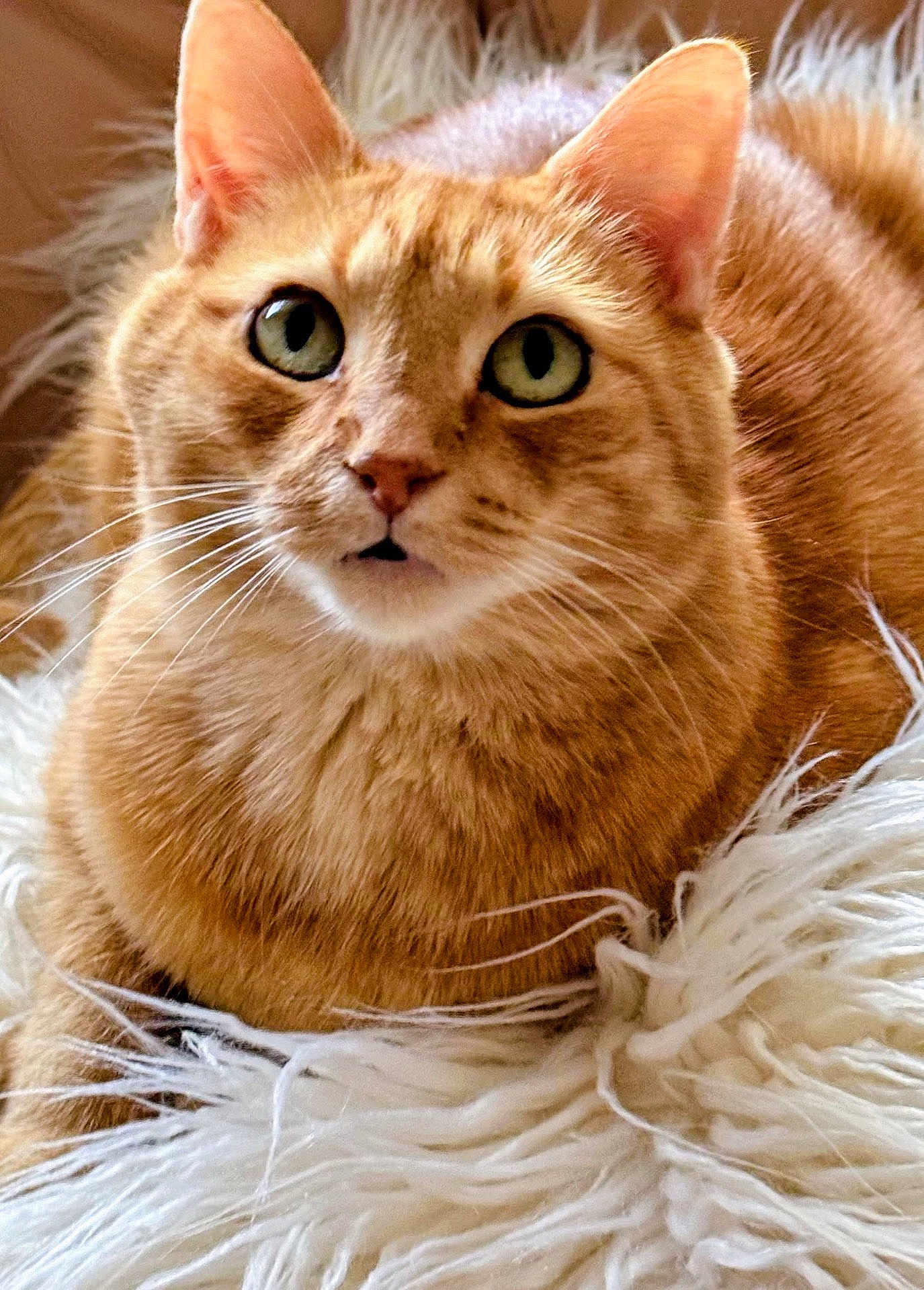 Creamsicle