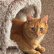 Creamsicle is registered to the contest to win money with this photo: animal, carpet, cat, cat_cave, comfort, cozy, cute, domestic, ears, eyes, feline, fur, indoor, mammal, orange_tabby, pet, plush, relaxed, resting, whiskers
