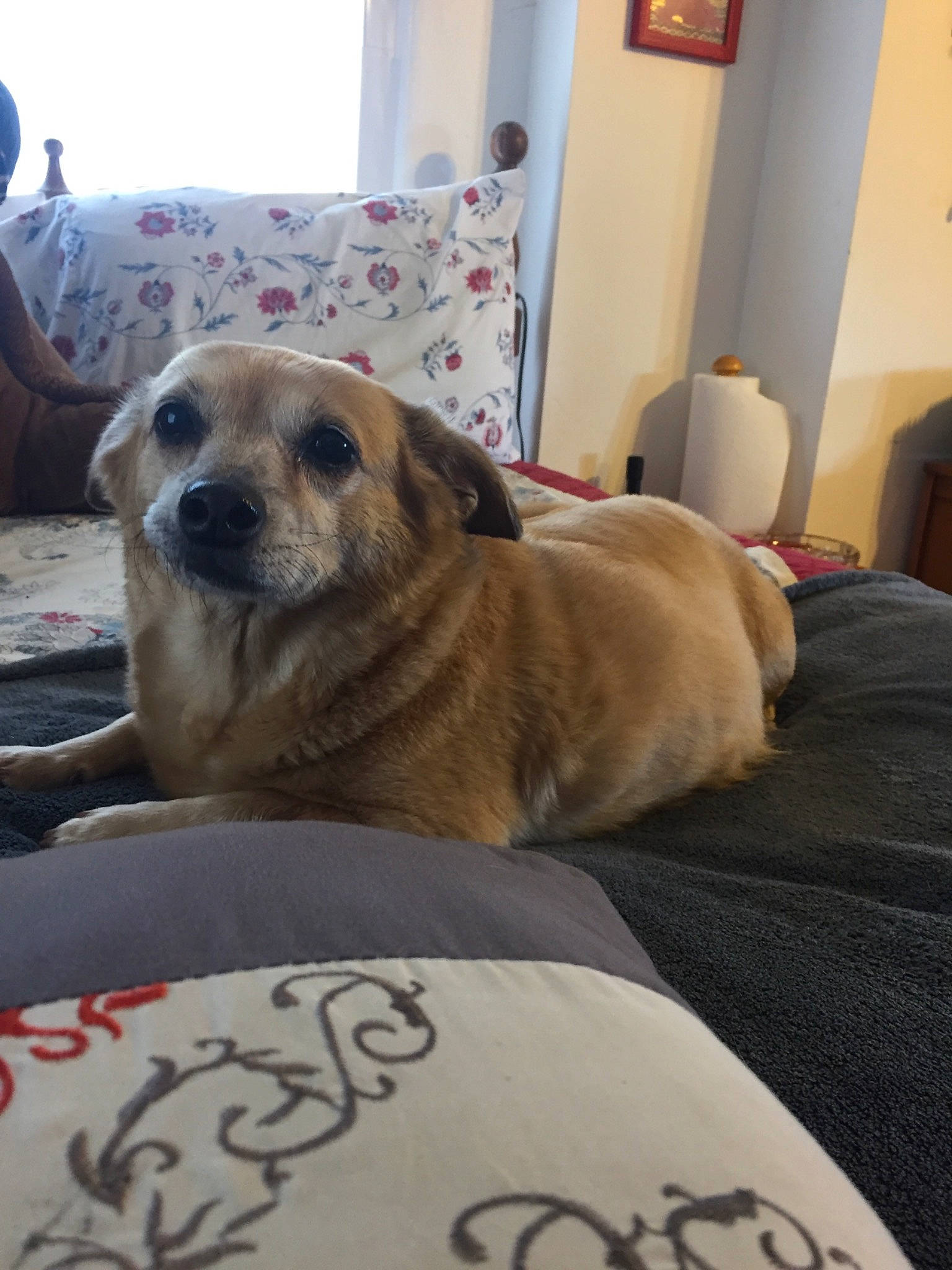 Grizzianna is registered to the contest to win money with this photo: canidae, carnivore, companion_dog, dog, dog_breed, fawn, mammal, snout, sporting_group