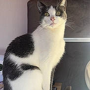 Mia a rejoint le concours — aidez-le/la à gagner de superbes lots ! cat, black_and_white, sitting, tablet, nightstand, indoor, headboard, furniture, curious, pet, whiskers, ears, tail, domestic_cat, closeup, household, cozy, feline, resting, portrait
